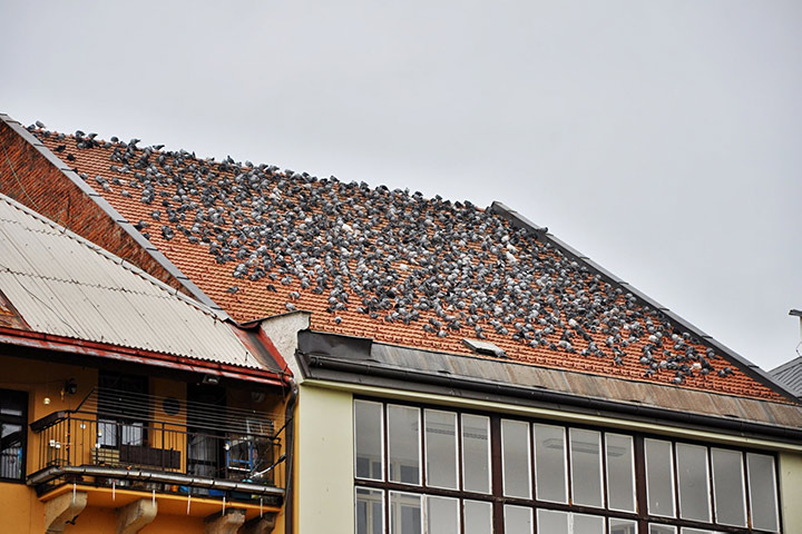 A2B Pest Control are able to install spikes to deter birds from roofs in Keynsham. 
