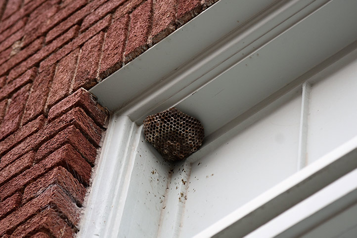 We provide a wasp nest removal service for domestic and commercial properties in Keynsham.